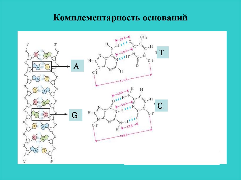 Комплементарность цепей днк. Комплементарность нуклеиновых оснований генетика. Комплементарность нуклеиновых кислот. Комплементарность это биохимия. Принцип комплементарности биохимия.