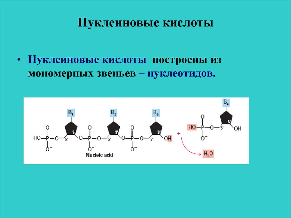 Строение нуклеиновых кислот биохимия презентация