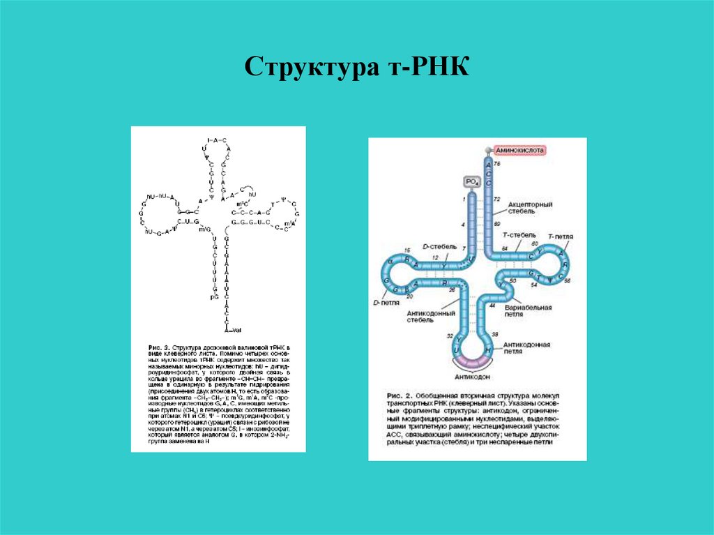 Структура т. Структура ТРНК биохимия. Строение транспортной РНК биохимия. Структурная формула ТРНК. Структура и функции т РНК. Биохимия.