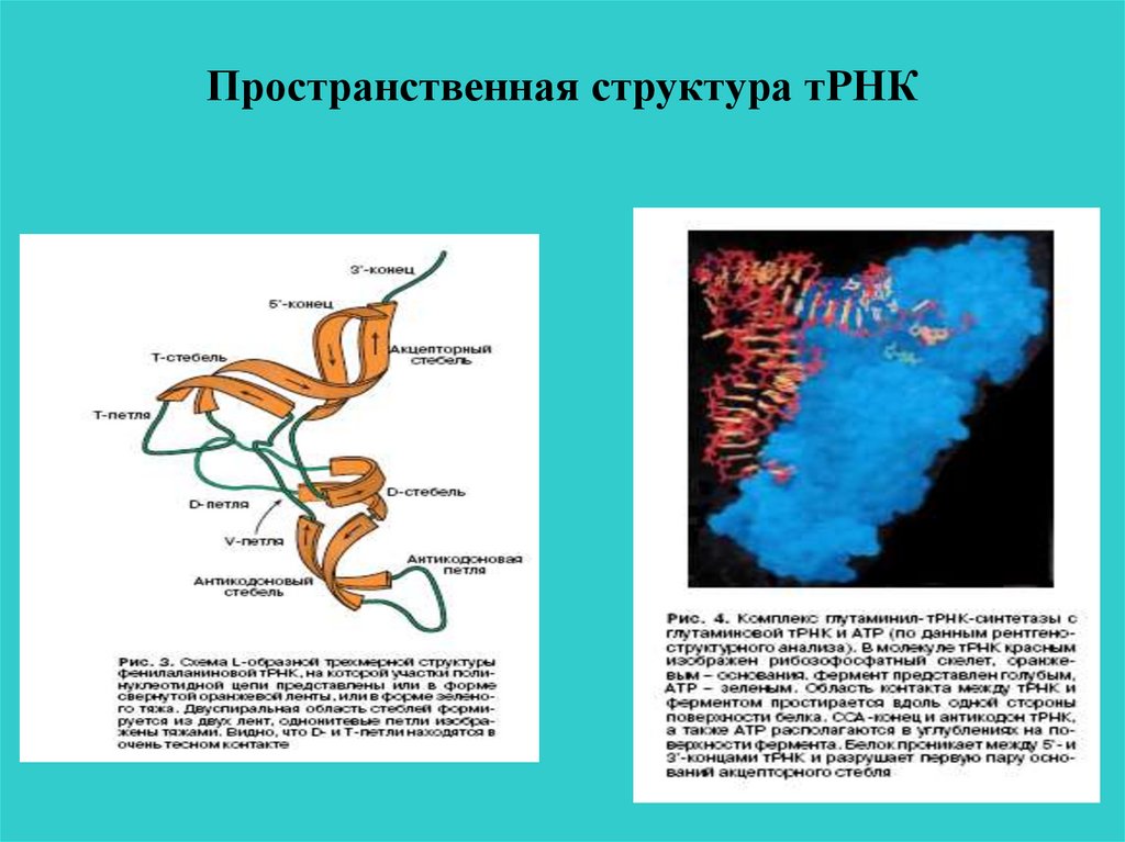 Пространственная структура рнк