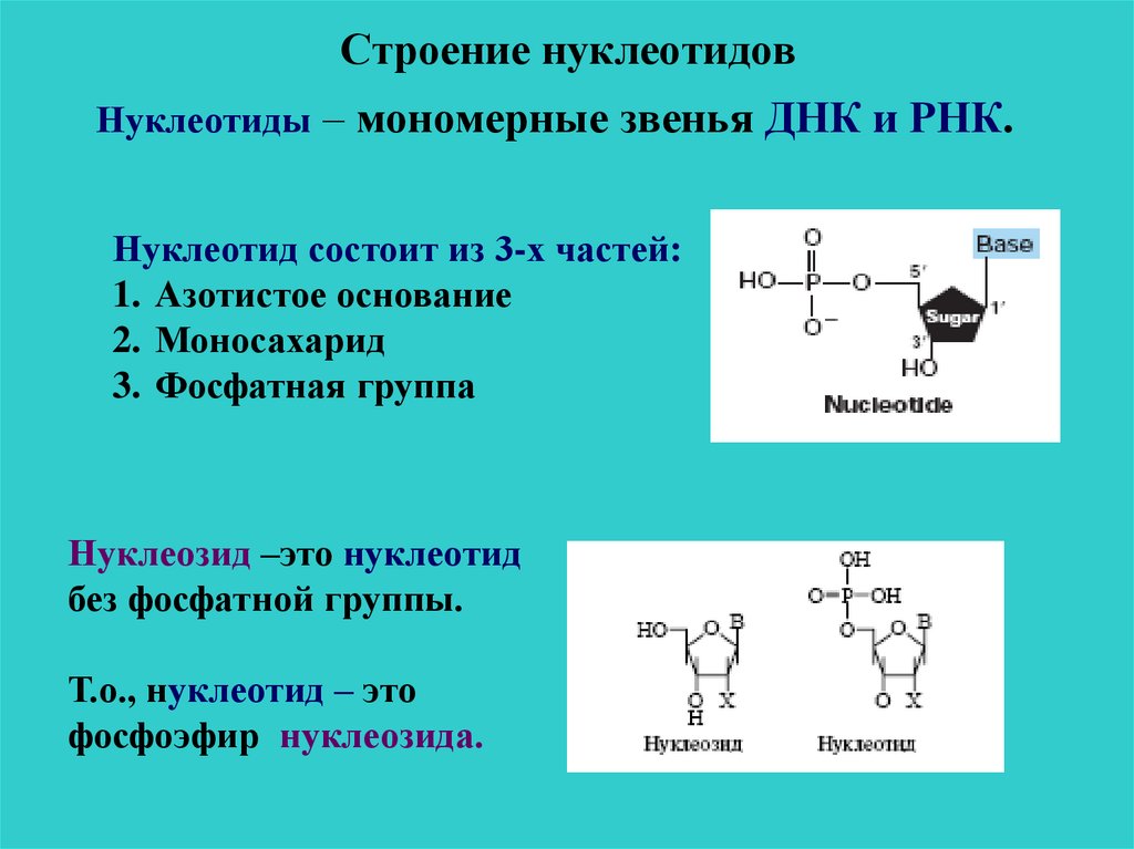 Нуклеиновые кислоты моносахариды. Структура нуклеотидов биохимия. Нуклеозиды ДНК строение. Нуклеотиды нуклеозиды нуклеиновые кислоты. Нуклеотиды биохимические функции.