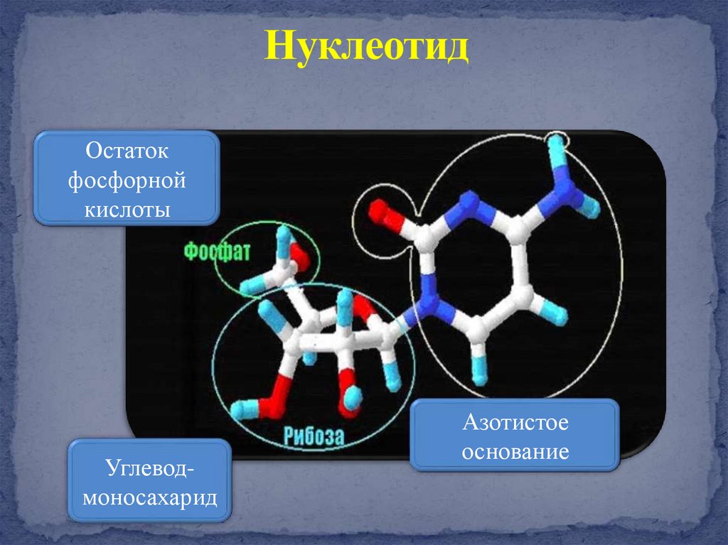 Нуклеиновые кислоты - презентация онлайн