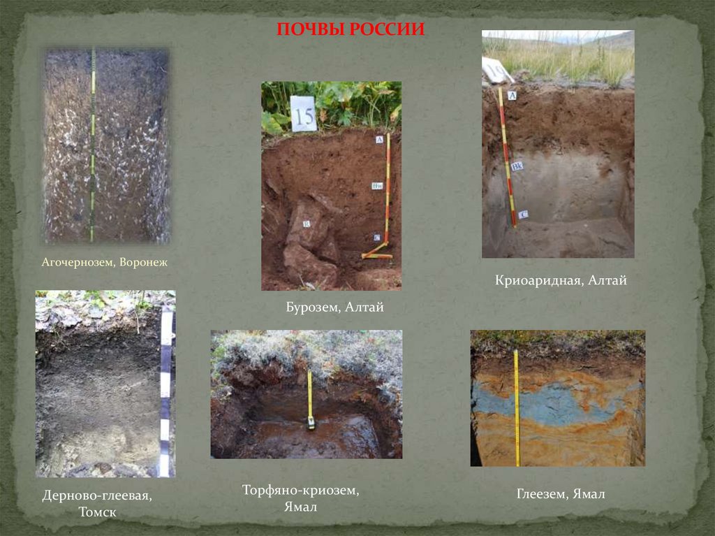 Почвы России. Почва это в почвоведении. Изменения состояния почвы
