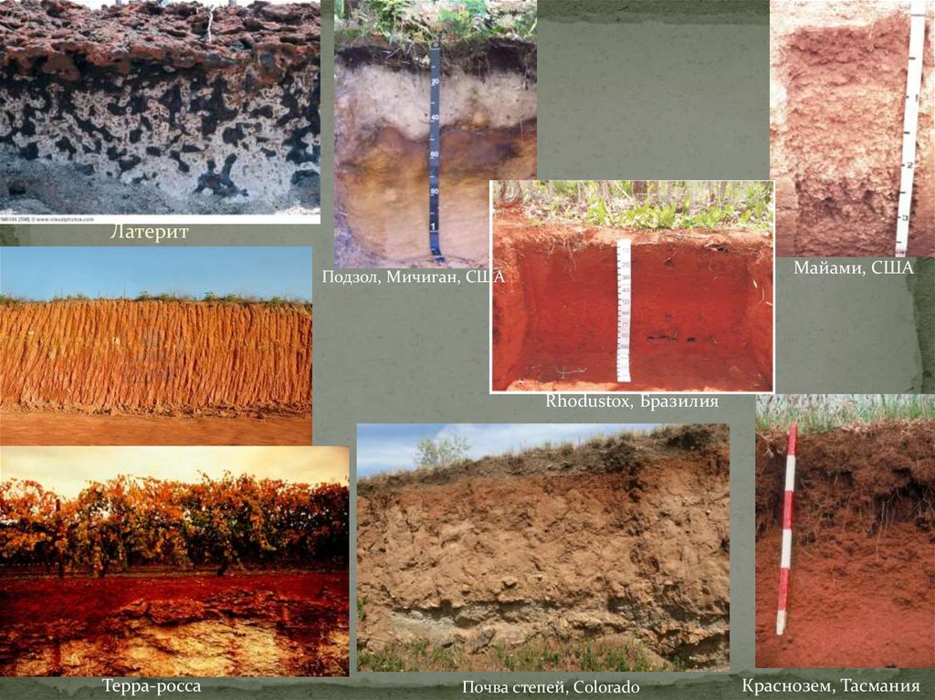 Общее почвоведение. Профиль почв почвоведение. Подзол. Подзол окраска. Генетический Тип латеритов.