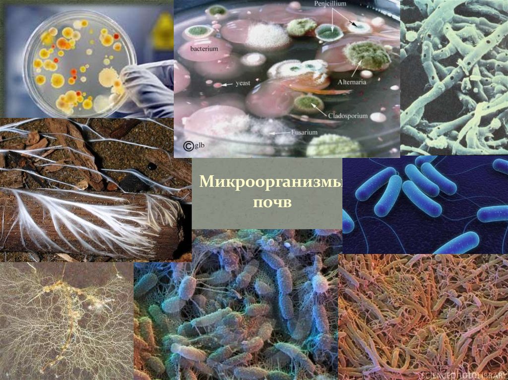 Микроорганизмы обитающие в почве относятся к группе