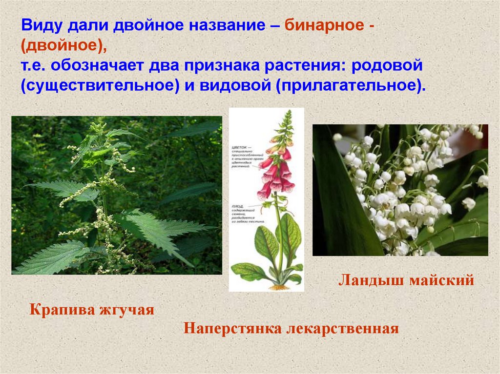 Двойное название для обозначения видов. Двойные названия растений. Что такое двойное видовое название.