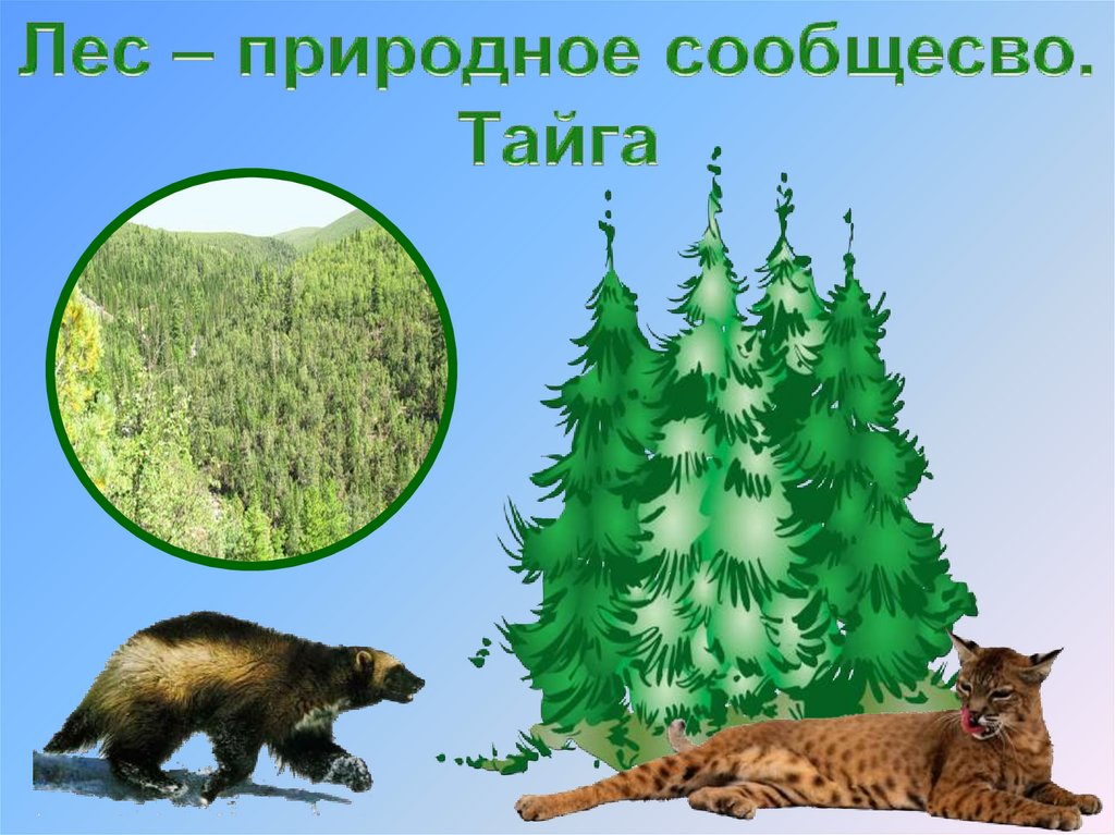 Природное сообщество тайга. Животный мир тайги. Тайга презентация. Тайга животные и растения.