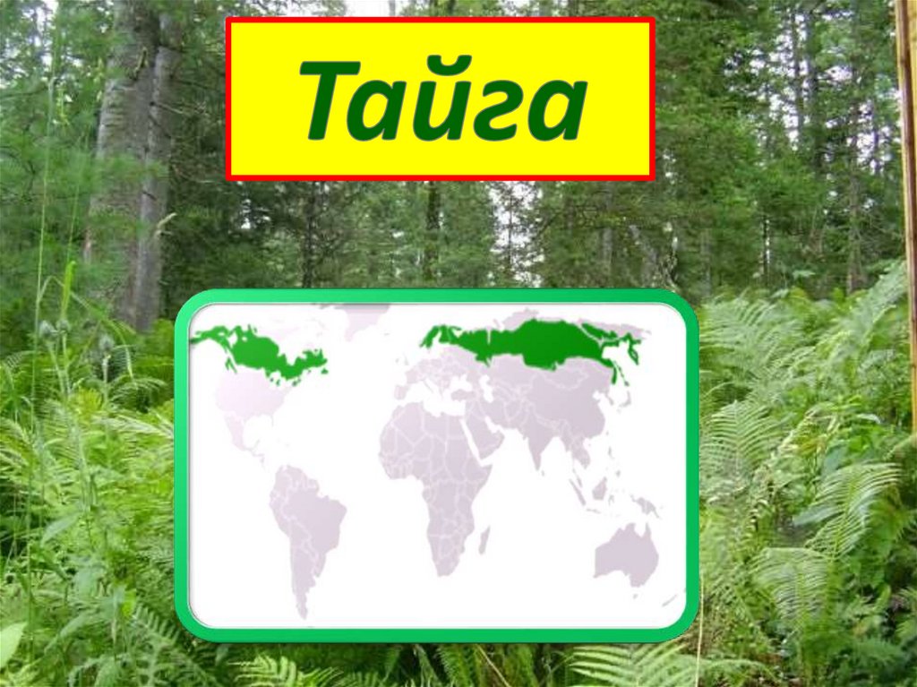 Природное сообщество башкортостана. Природное сообщество Тайга. Лес Тайга сообщество. Организм природного сообщества Тайга. Природное сообщество Тайга Карелия.