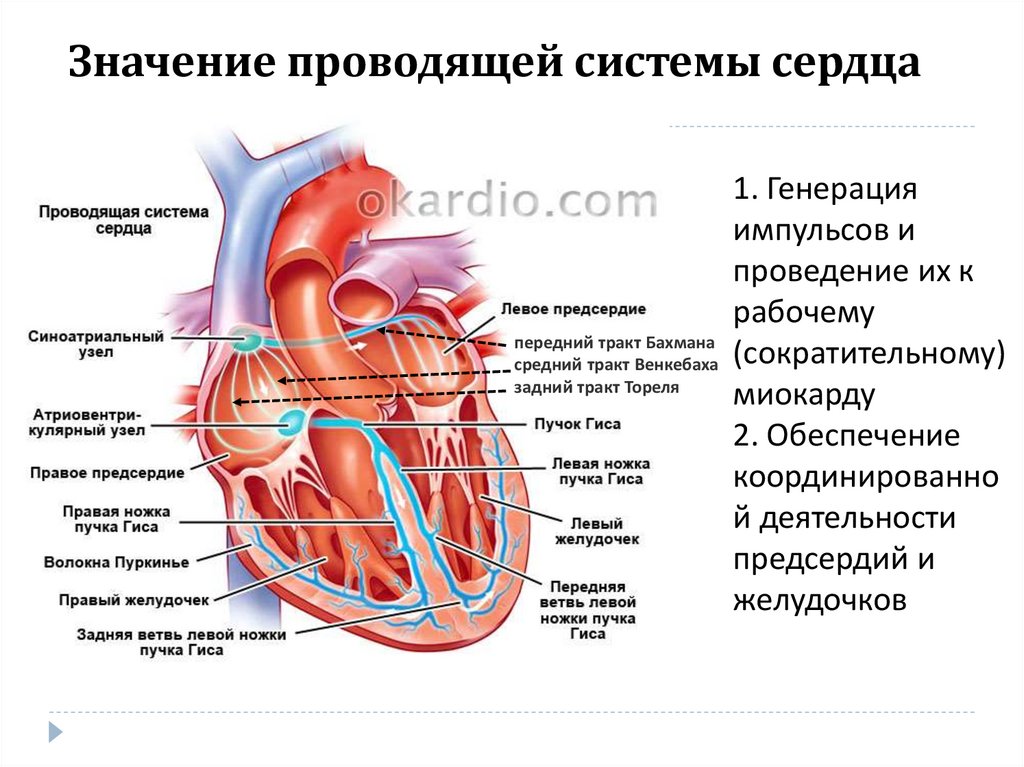 В состав проводящей системы входят. Проводящая система сердца функции. Проводящая система сердца ткань. Проводящая система сердца пучки.