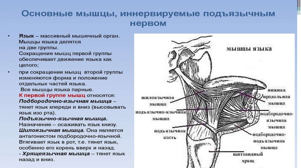 Мышцы языка картинка