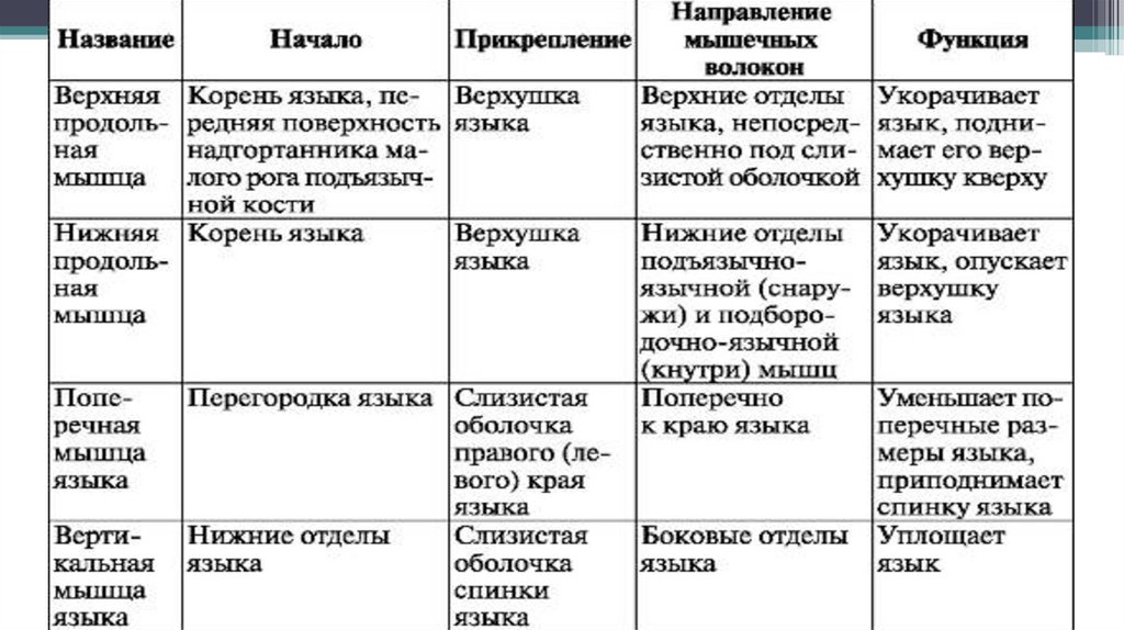 Мышцы языка тип ткани. Мышцы языка таблица. собственные мышцы языка таблица. мышцы языка функции таблица. функции мышц языка.