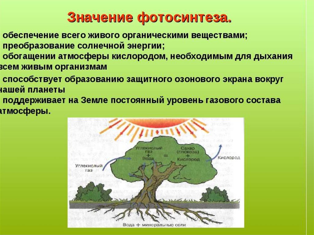 Какое значение имело возникновение фотосинтеза. Значение фотосинтеза в природе. Роль фотосинтеза для живых организмов. Роль процесса фотосинтеза. Роль фотосинтеза в биосфере.