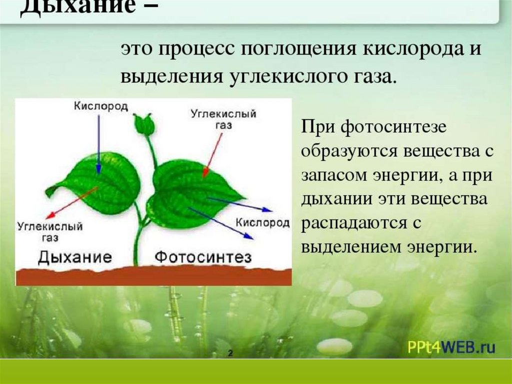 Процесс дыхания растений. Процессы происходящие при дыхании растений. Дыхание и обмен веществ у растений. Процесс метаболизма у растений.
