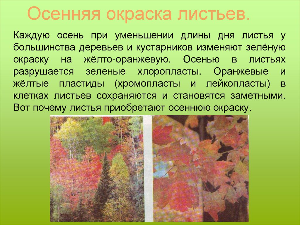 От чего изменяется окраска листьев. Окраска листьев. Антоциановая окраска листьев это. Осенняя окраска листьев связана с тем, что. Окрашивание листьями.
