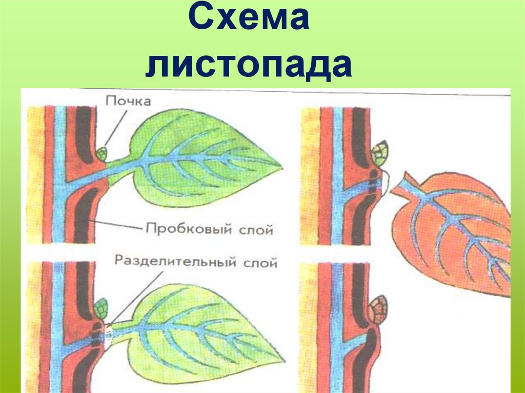 Каково значение листопада 6 класс биология кратко