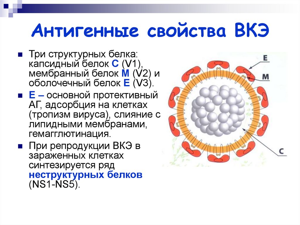 Белки гепатита с. Клещевой энцефалит антигенная структура. Краснуха микробиология антигенная структура. Вирус клещевого энцефалита строение вируса. Антигенная структура вируса клещевого энцефалита.