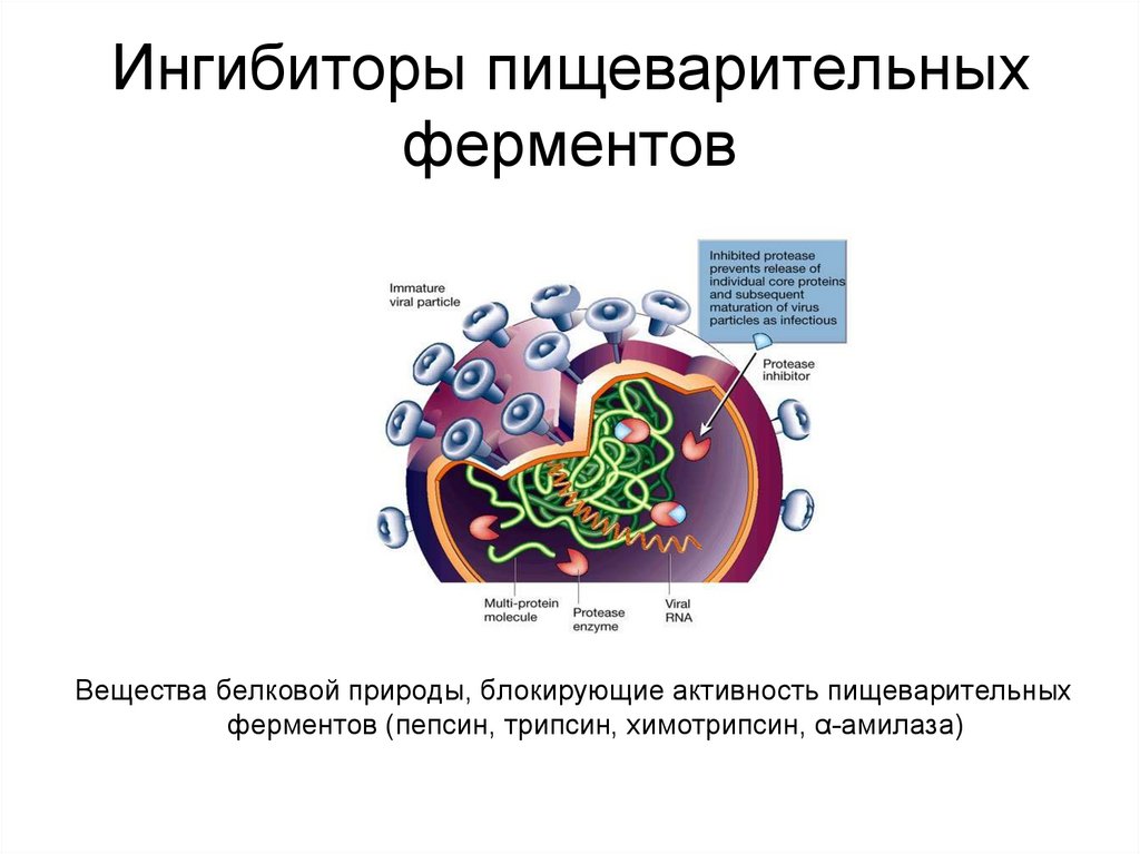 Имеет пищеварительные ферменты