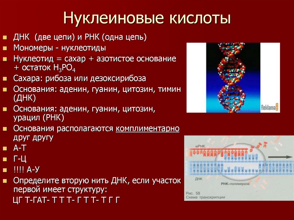 Код нуклеиновых кислот. Нуклеиновые кислоты ДНК. Синквейн нуклеиновые кислоты. Нуклеиновые кислоты ДНК И РНК.