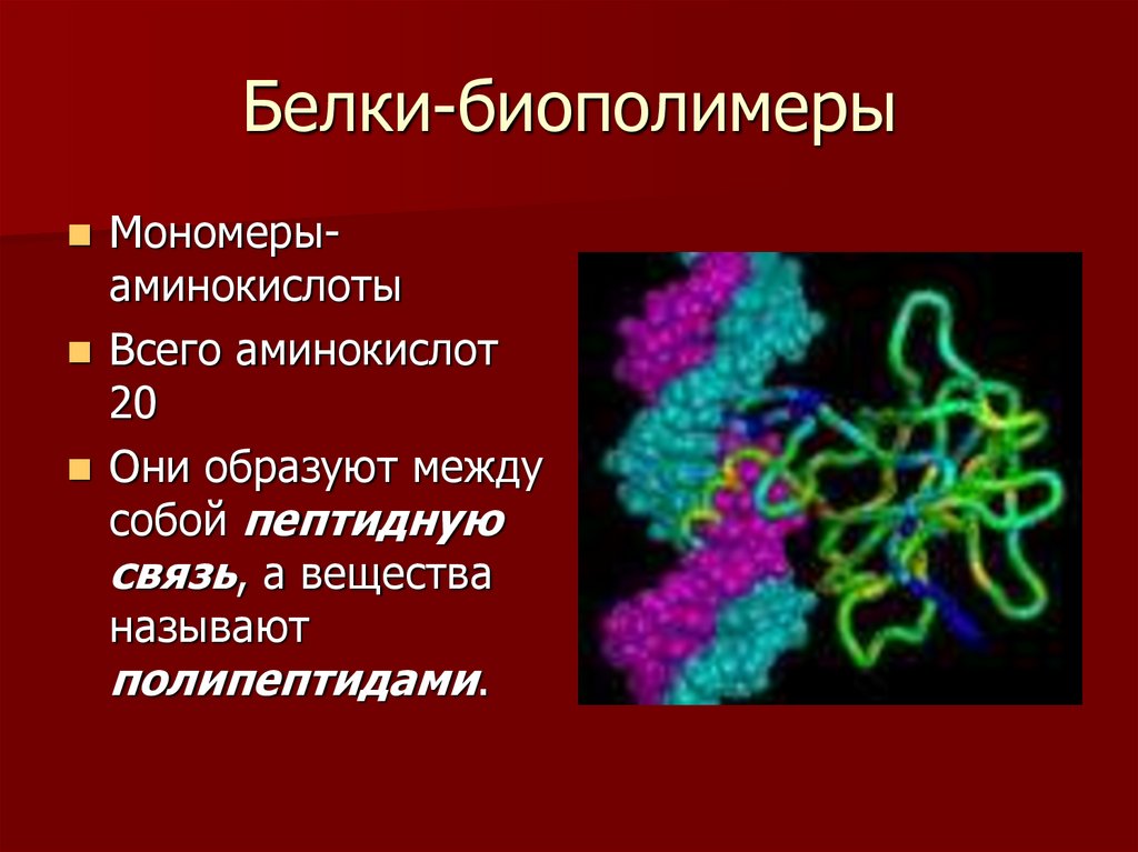 Биополимеры биология презентация