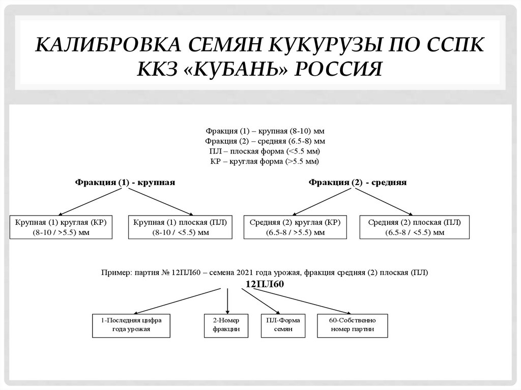 Калибровка семян кукурузы по ССПК ККЗ «Кубань» Россия