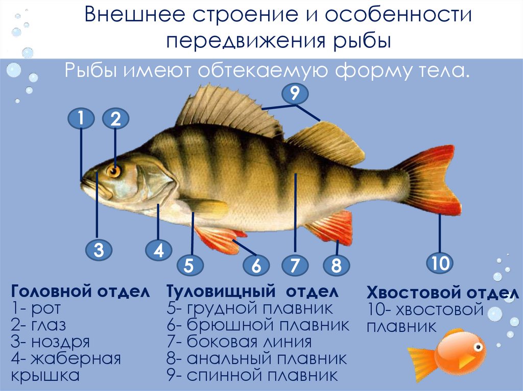 В силу какая рыба. Внешнее строение рыбы особенности строения. Черепные или позвоночные внешнее строение рыб. Непарнве плавникитрыб. Внешнее строение плавников.