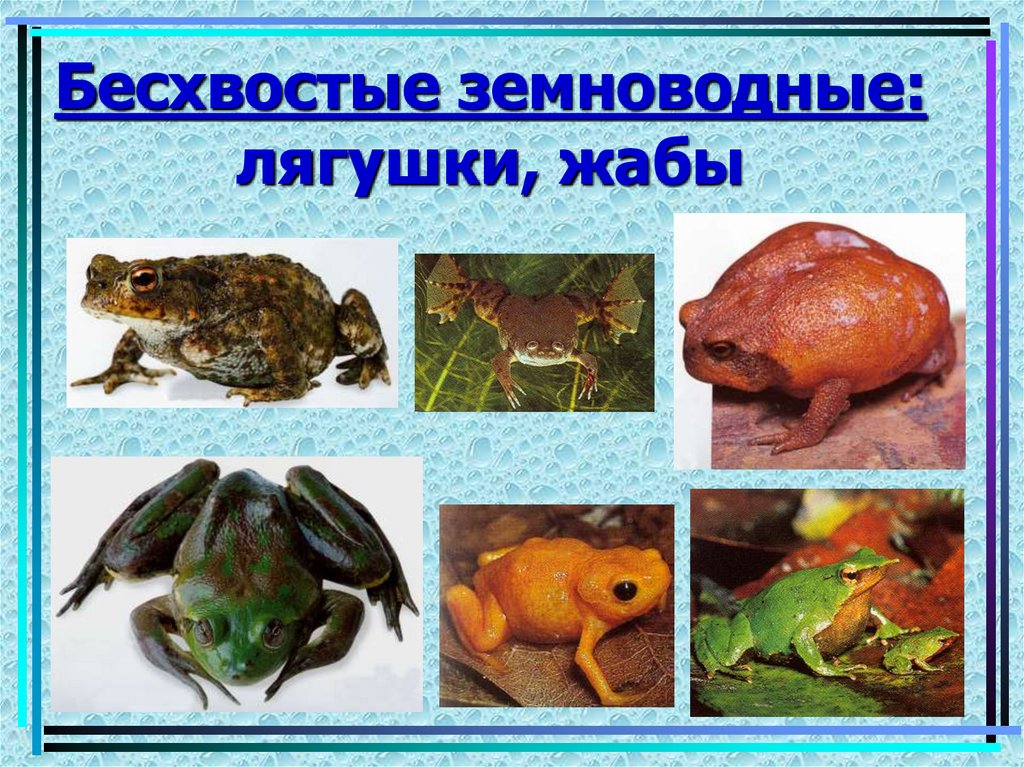 Лягушка земноводное 2 класс. Класс земноводные жаба. Презентация земноводные жаба. Предложение про земноводных лягушек. Творческая работа земноводные животные.