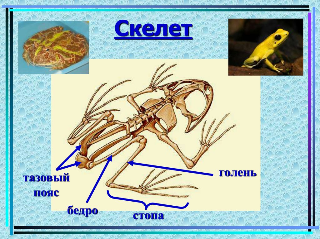 Опорно двигательная система земноводных 7 класс