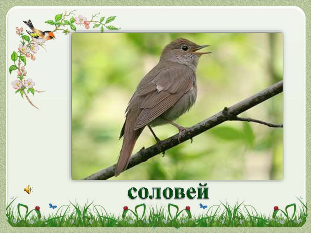 Соловей 2 класс