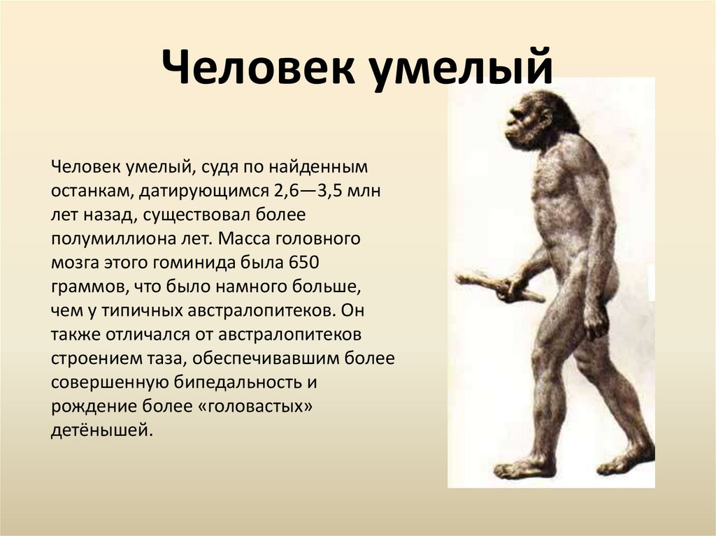 Человек умелый особенности культуры. Homo habilis характеристика. Эволюция человека homo habilis. Человек умелый и человек прямоходящий характеристики. Хомохабтлис характеристики.