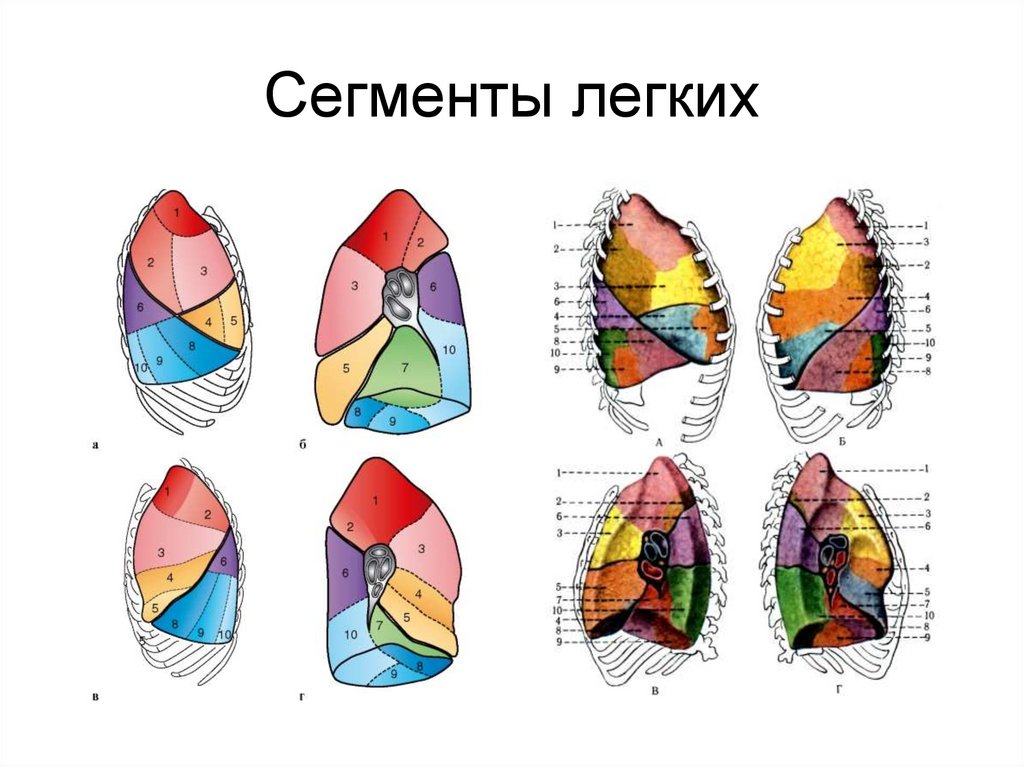 Правое легкое по лондонской схеме состоит из сегментов