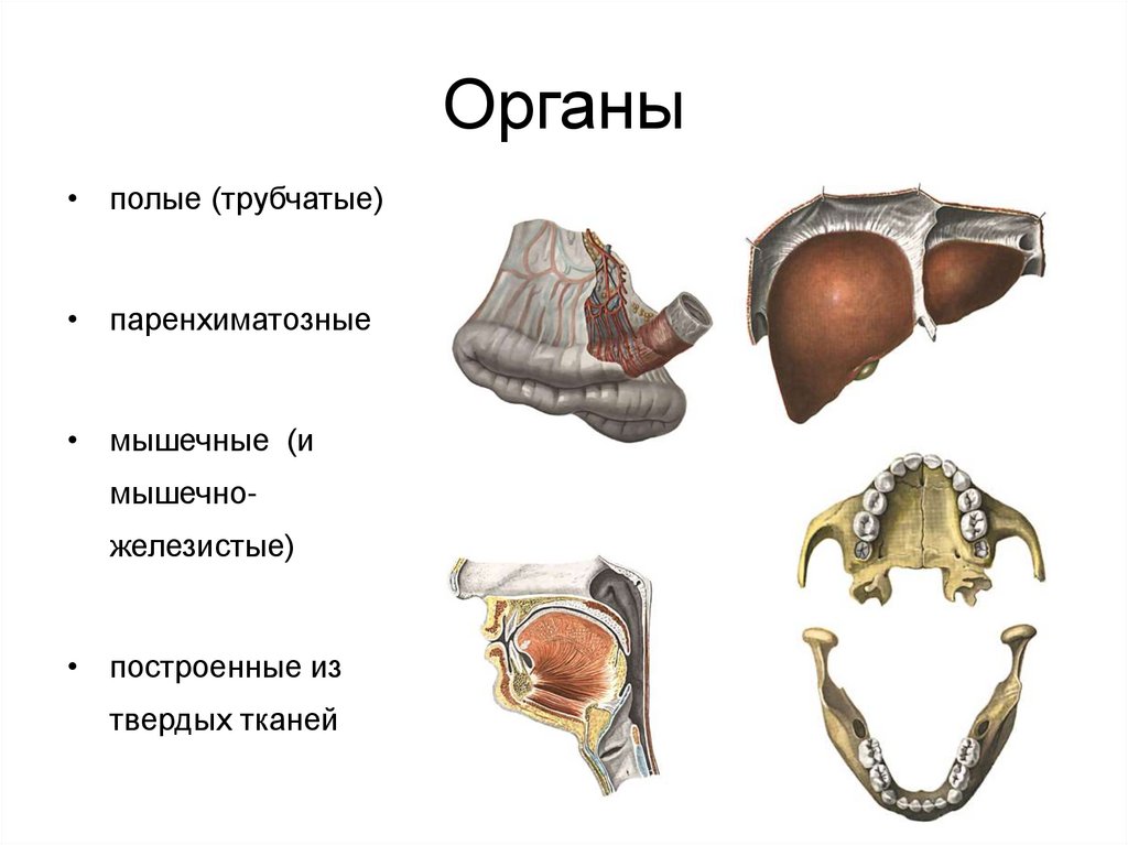 Органы обладают