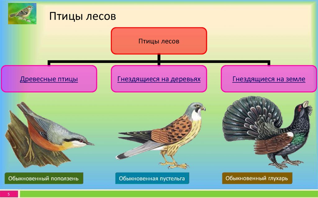 Экологические группы птиц лесные. Экологические группы птиц птицы леса. Экологическая группа птицы леса. Промежуточная группа птиц. Экологические группы птиц фото.