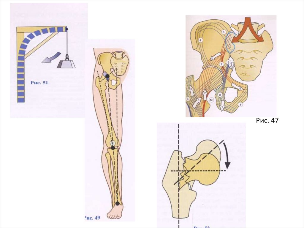 Время операции шейка бедра. Скелет человека анатомия шейка бедра. Вертельная сумка тазобедренного сустава. Шейка бедра анатомия. Тазобедренный сустав анатомия.