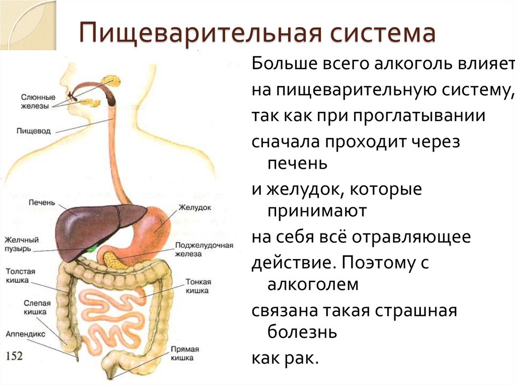 В какую систему органов входит желудок. Органы и пищеварительные железы пищеварительного тракта. Системы органов человека пищеварительная система. Пищеварительная система человека переваривание. Органы пищеварительной системы человека и их функции и строение.