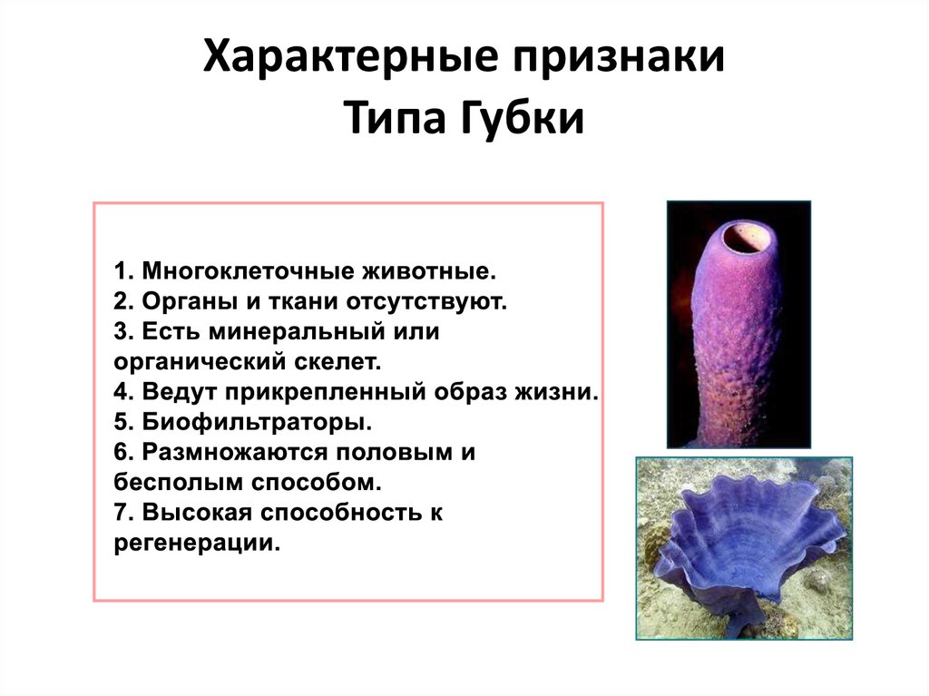 Тип губки. Беспозвоночные губки представители. Примеры беспозвоночных губок. Тип губки примеры животных.