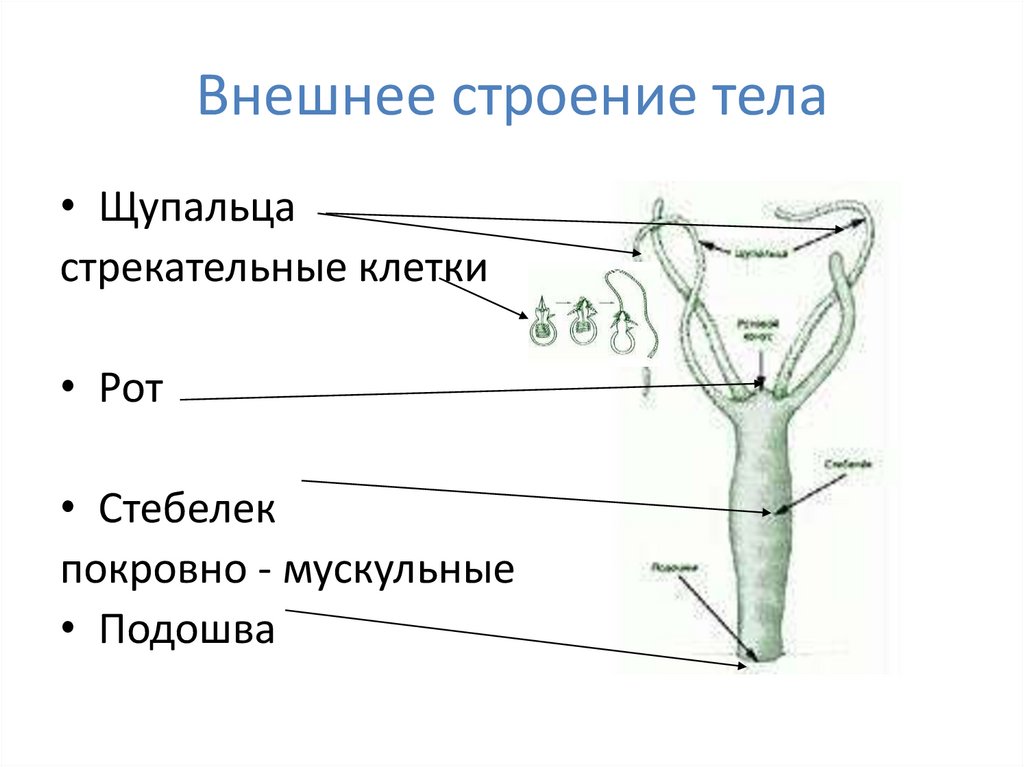 Размножение гидроидных