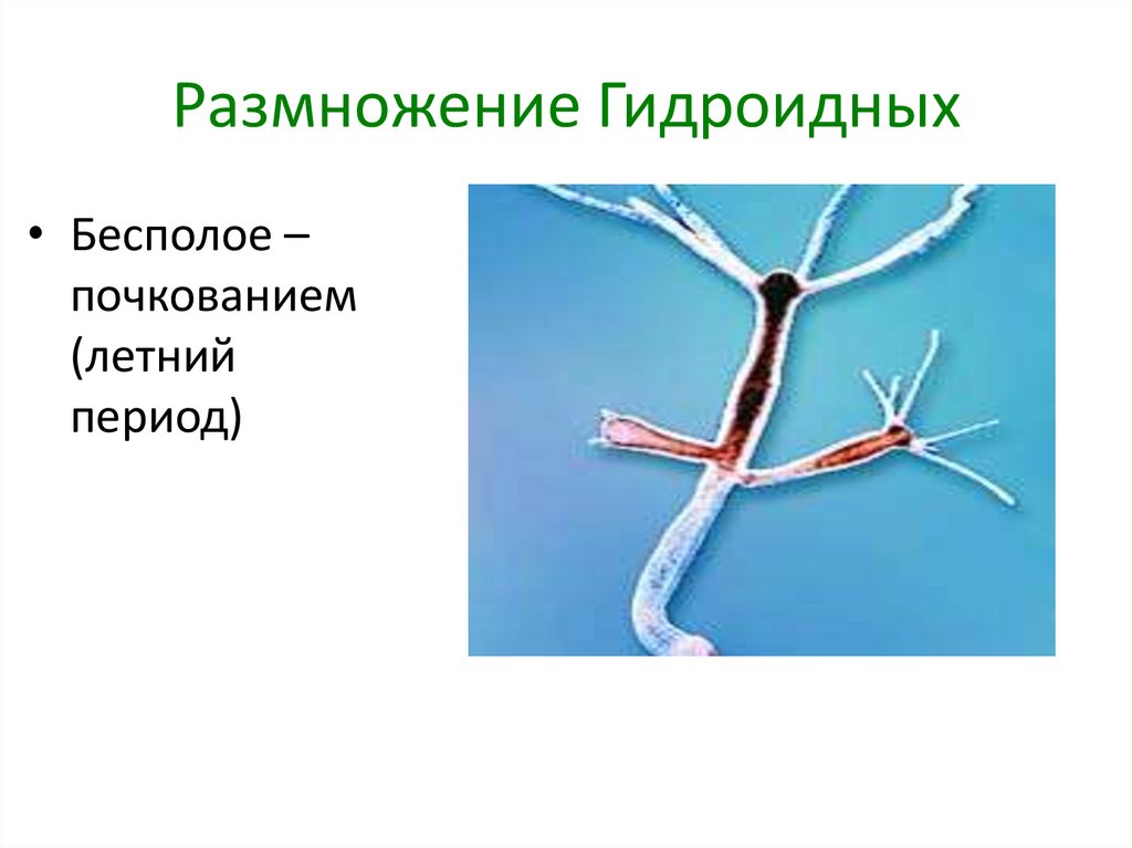 Размножение гидроидных. Размножение илуройдных. Бесполое размножение гидроидных. Класс Гидроидные размножение.