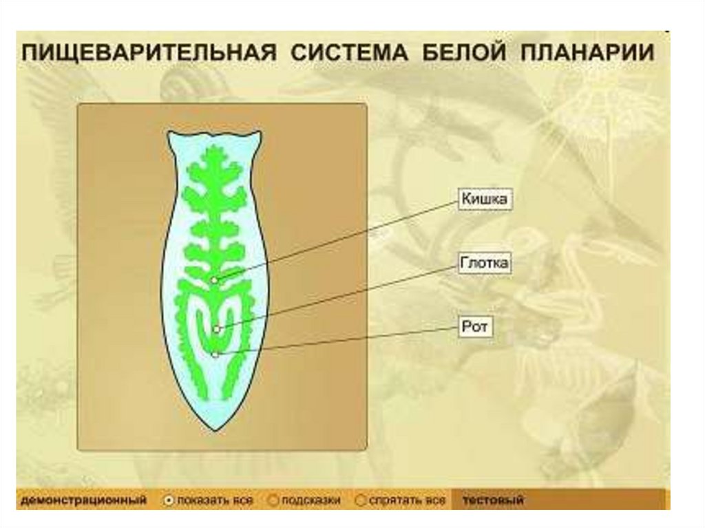 Плоские черви рисунок