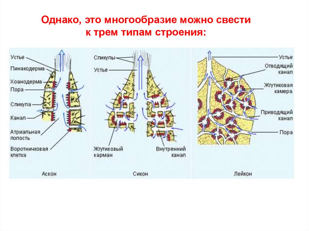 Тип строения d. Типы строения губок АСКОН Сикон Лейкон. Строение губок АСКОН Сикон Лейкон. Строение губки АСКОН. АСКОН Сикон Лейкон строение.