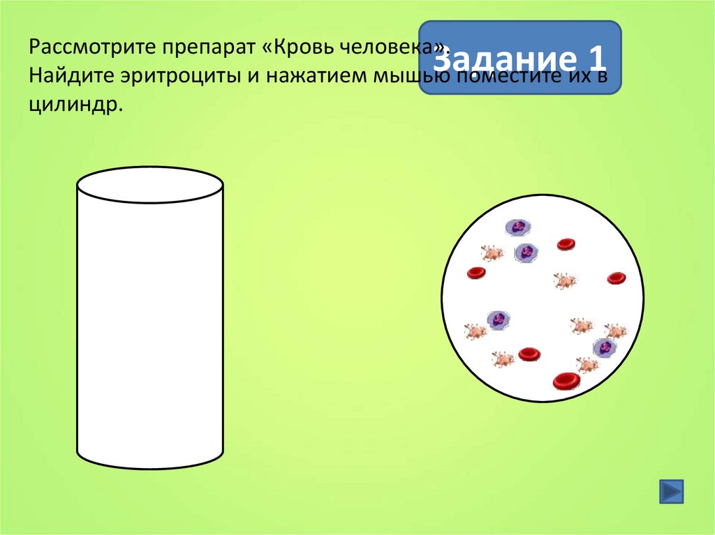 Укажите какой цифрой на рисунке обозначены эритроциты лягушки а какой эритроциты человека