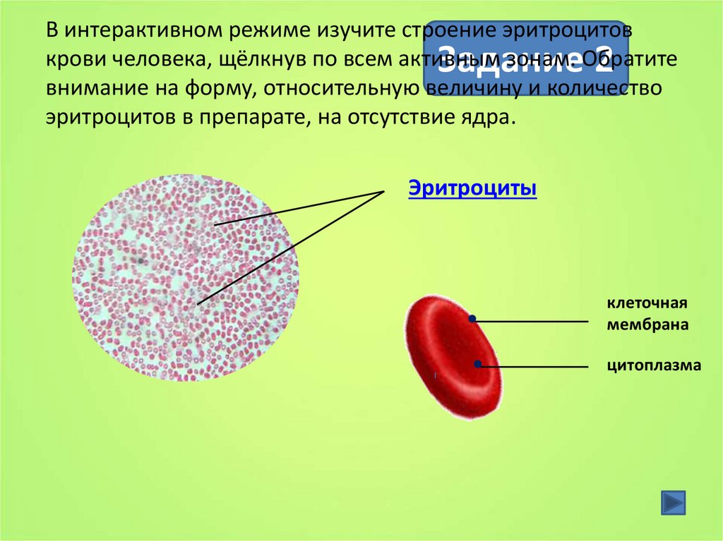 Рассмотрите микрофотографии 1 и 2 с изображением эритроцитов человека и лягушки