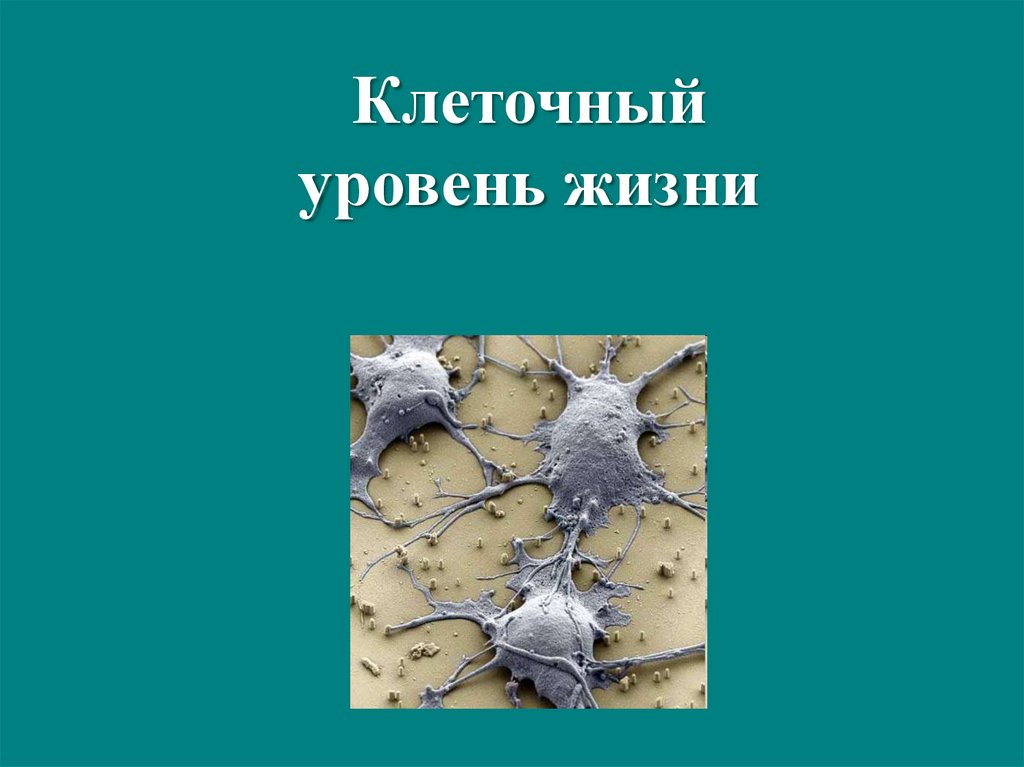 Происхождения простейших. Клеточный уровень организации жизни. Клеточный уровень. Клеточный уровень фото.