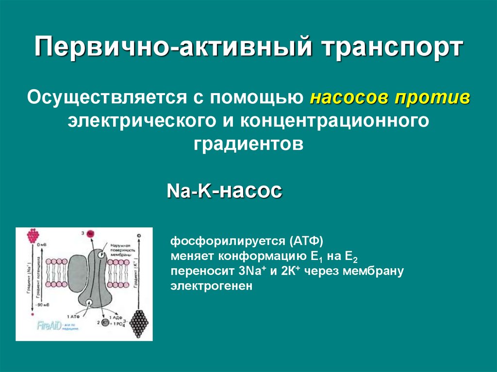 Активный транспорт насосы. Активный транспорт. Первичный активный транспорт. Вторично активный транспорт. Первичный и вторичный активный транспорт.