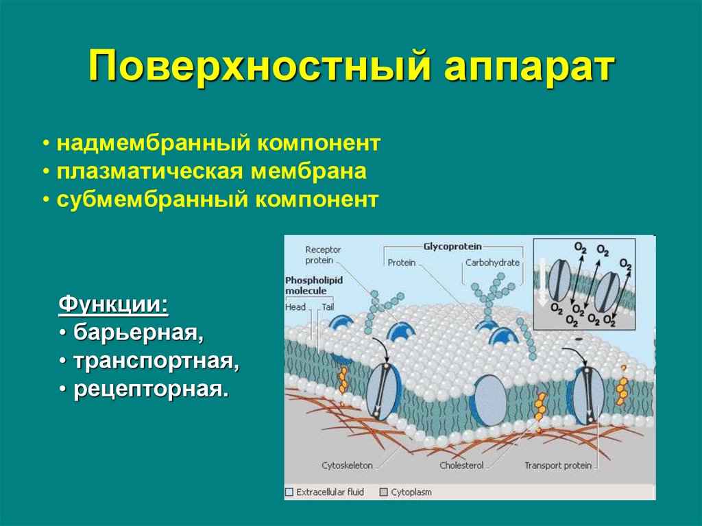 Поверхностный