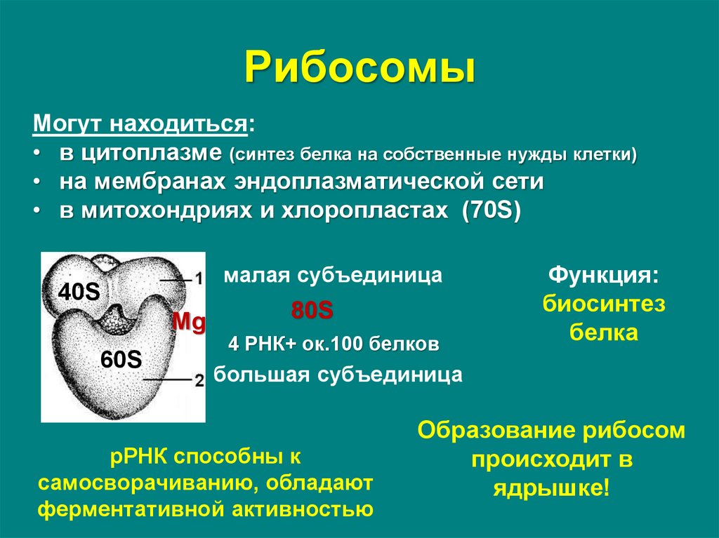 В состав рибосомы входят цистерны и полости