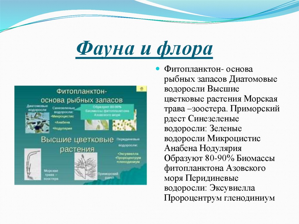 Фауна и флора