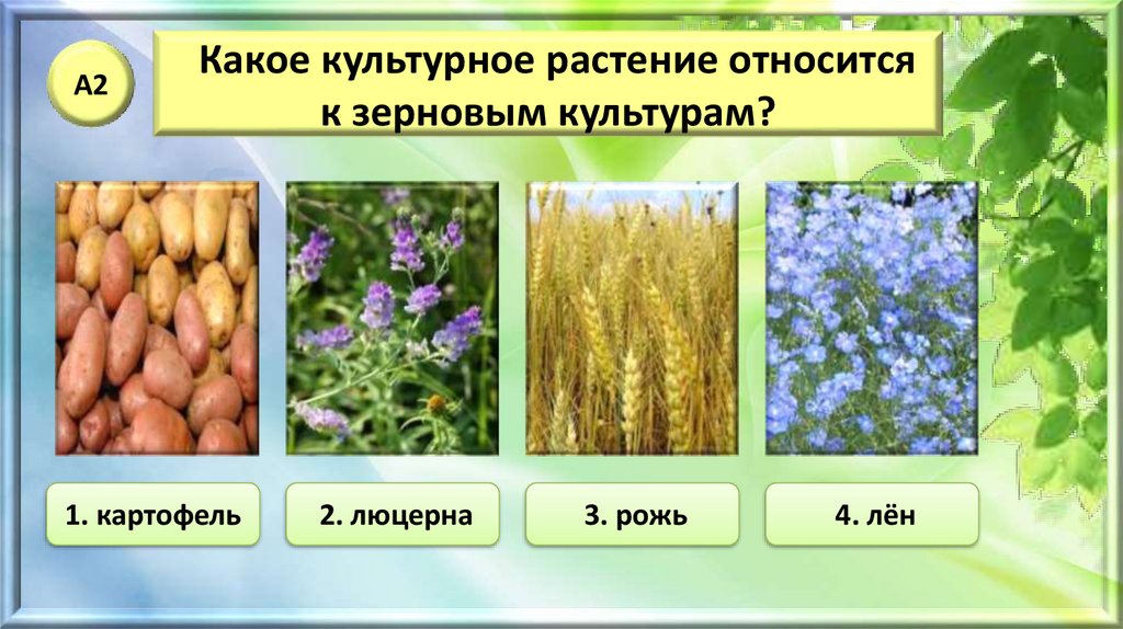 Три примера растений относящихся к злакам