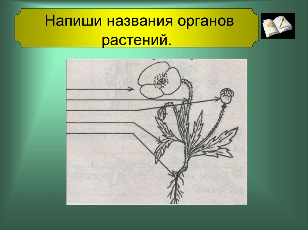 Боковой орган растений. Название органов растений. Запишите названия органов растения. Напишите названия органов цветка. Задание 1 запишите название органов растений.