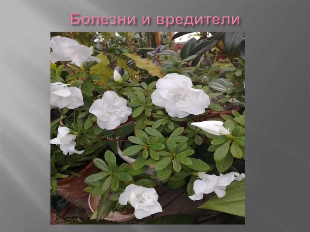 Болезни и вредители