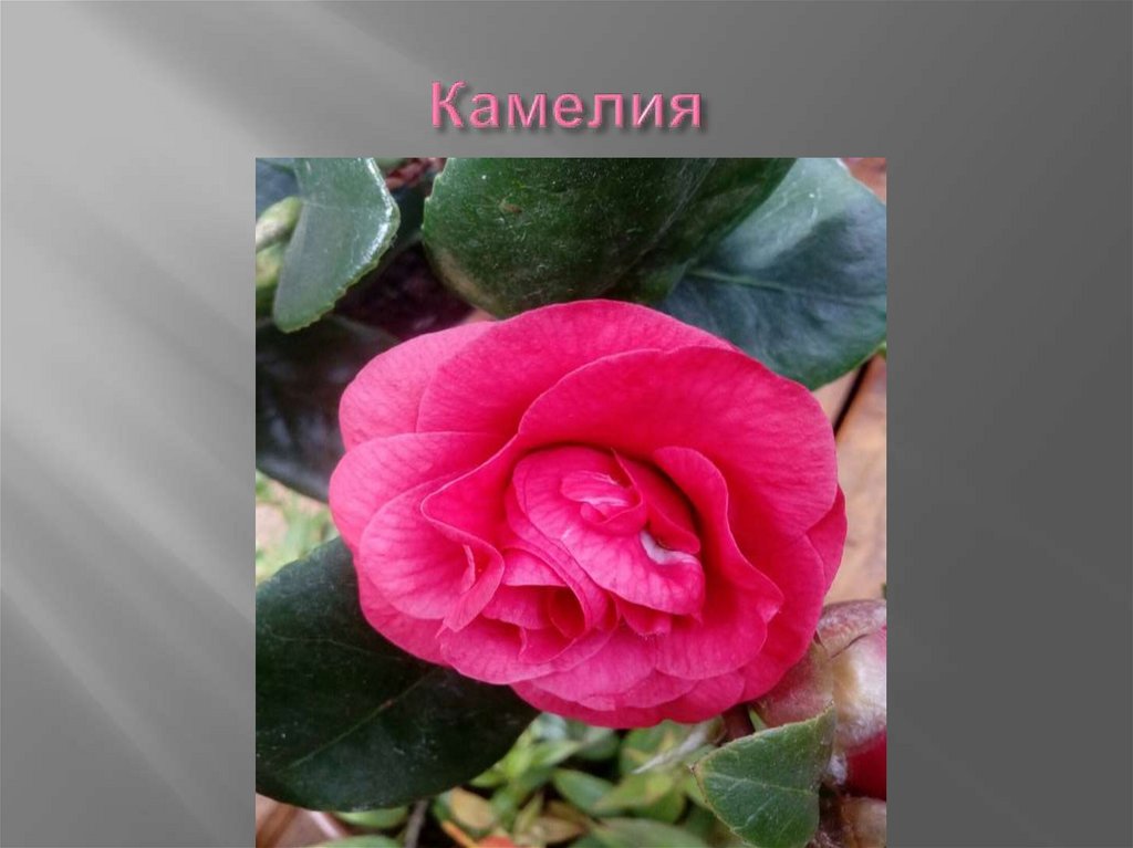 Камелия